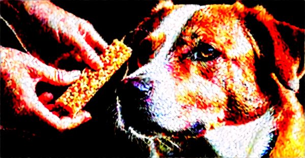 Boutique pour les friandises naturelles de votre chien : santé et plaisir assurés